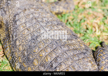 Les ostéodermes sur les véhicules blindés de peau sur le dos d'un Crocodile du Nil (Crocodylus niloticus) Banque D'Images