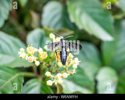 Un キオビツチバチ scolia oculata, ou bleu-guêpe crantée en japonais, repose sur une grappe de petites fleurs et bourgeons, bushkiller cayratia japonica, le long d'un walki Banque D'Images