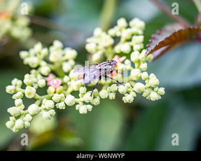 Une variété de mouche Sarcophaga repose sur une grappe de petites fleurs et bourgeons, bushkiller cayratia japonica, le long d'un sentier de marche dans le centre du Japon. Banque D'Images