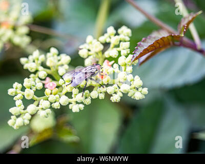 Une variété de mouche Sarcophaga repose sur une grappe de petites fleurs et bourgeons, bushkiller cayratia japonica, le long d'un sentier de marche dans le centre du Japon. Banque D'Images