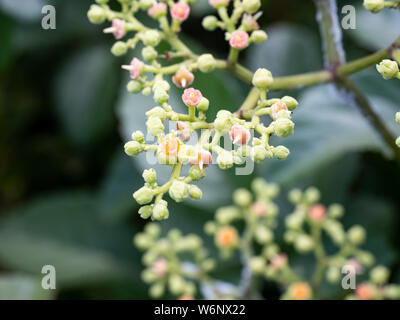 Une grappe de petites fleurs et bourgeons, bushkiller cayratia japonica, le long d'un sentier de marche dans le centre du Japon. Banque D'Images