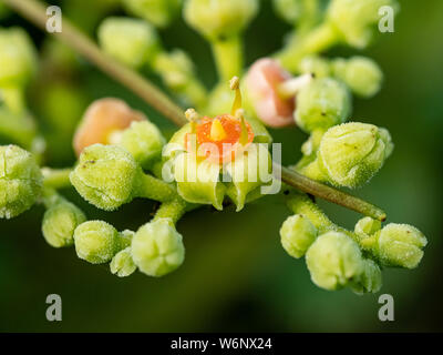 Une grappe de petites fleurs et bourgeons, bushkiller cayratia japonica, le long d'un sentier de marche dans le centre du Japon. Banque D'Images