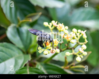 Un キオビツチバチ scolia oculata, ou bleu-guêpe crantée en japonais, repose sur une grappe de petites fleurs et bourgeons, bushkiller cayratia japonica, le long d'un walki Banque D'Images