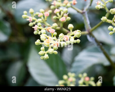 Une grappe de petites fleurs et bourgeons, bushkiller cayratia japonica, le long d'un sentier de marche dans le centre du Japon. Banque D'Images