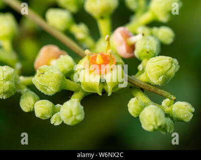 Une grappe de petites fleurs et bourgeons, bushkiller cayratia japonica, le long d'un sentier de marche dans le centre du Japon. Banque D'Images