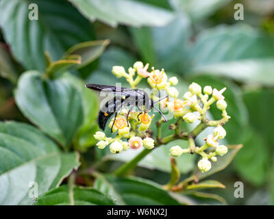 Un キオビツチバチ scolia oculata, ou bleu-guêpe crantée en japonais, repose sur une grappe de petites fleurs et bourgeons, bushkiller cayratia japonica, le long d'un walki Banque D'Images