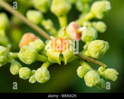 Une grappe de petites fleurs et bourgeons, bushkiller cayratia japonica, le long d'un sentier de marche dans le centre du Japon. Banque D'Images