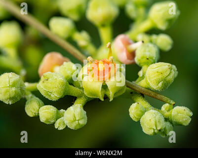 Une grappe de petites fleurs et bourgeons, bushkiller cayratia japonica, le long d'un sentier de marche dans le centre du Japon. Banque D'Images