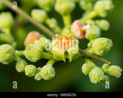 Une grappe de petites fleurs et bourgeons, bushkiller cayratia japonica, le long d'un sentier de marche dans le centre du Japon. Banque D'Images