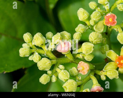 Une grappe de petites fleurs et bourgeons, bushkiller cayratia japonica, le long d'un sentier de marche dans le centre du Japon. Banque D'Images