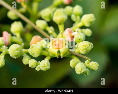 Une grappe de petites fleurs et bourgeons, bushkiller cayratia japonica, le long d'un sentier de marche dans le centre du Japon. Banque D'Images