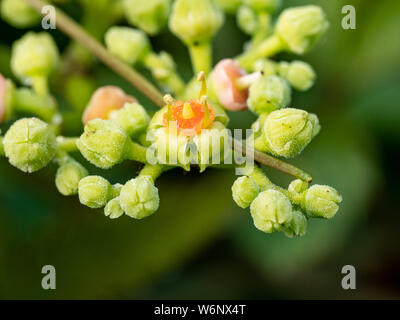 Une grappe de petites fleurs et bourgeons, bushkiller cayratia japonica, le long d'un sentier de marche dans le centre du Japon. Banque D'Images