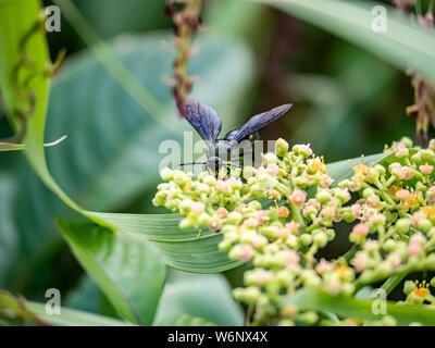 Un キオビツチバチ scolia oculata, ou bleu-guêpe crantée en japonais, repose sur une grappe de petites fleurs et bourgeons, bushkiller cayratia japonica, le long d'un walki Banque D'Images