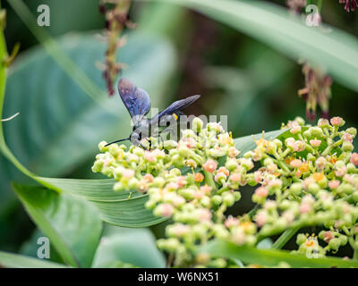 Un キオビツチバチ scolia oculata, ou bleu-guêpe crantée en japonais, repose sur une grappe de petites fleurs et bourgeons, bushkiller cayratia japonica, le long d'un walki Banque D'Images