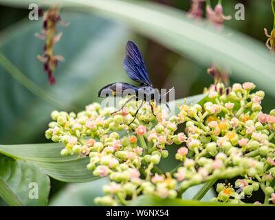 Un キオビツチバチ scolia oculata, ou bleu-guêpe crantée en japonais, repose sur une grappe de petites fleurs et bourgeons, bushkiller cayratia japonica, le long d'un walki Banque D'Images