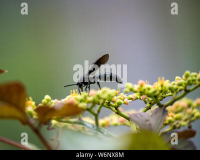 Un キオビツチバチ scolia oculata, ou bleu-guêpe crantée en japonais, repose sur une grappe de petites fleurs et bourgeons, bushkiller cayratia japonica, le long d'un walki Banque D'Images