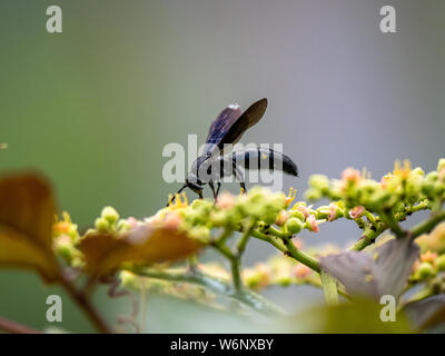 Un キオビツチバチ scolia oculata, ou bleu-guêpe crantée en japonais, repose sur une grappe de petites fleurs et bourgeons, bushkiller cayratia japonica, le long d'un walki Banque D'Images