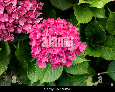 Une grappe de fleurs hortensias rouge à côté d'un chemin de randonnée dans le centre du Japon. Ces chambres lumineuses fleurs en grappes sont populaires à travers le Japon dans l'été. Banque D'Images