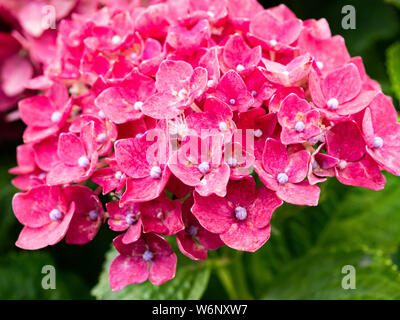 Une grappe de fleurs hortensias rouge à côté d'un chemin de randonnée dans le centre du Japon. Ces chambres lumineuses fleurs en grappes sont populaires à travers le Japon dans l'été. Banque D'Images