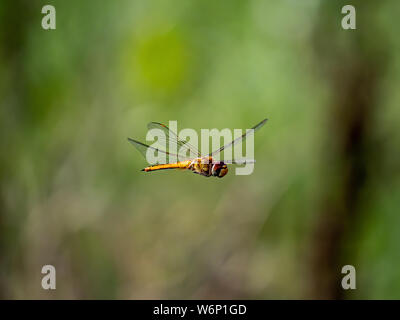 Un glider, Pantala flavescens, également appelé un globe skimmer ou globe wanderer, survole un champ de riz japonais. Banque D'Images