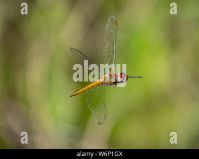 Un glider, Pantala flavescens, également appelé un globe skimmer ou globe wanderer, survole un champ de riz japonais. Banque D'Images