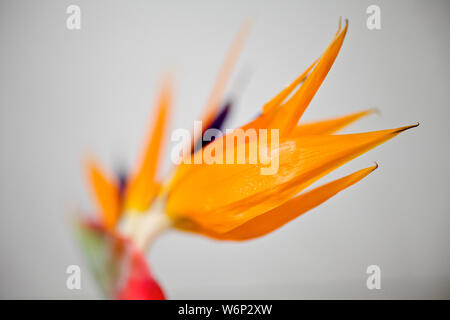 Close Up of Bird of Paradise Flower Banque D'Images