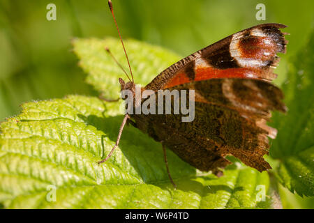 Vue rapprochée d'un paon papillon qui a endommagé les extensions sur un fond vert. Banque D'Images