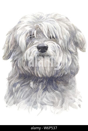 Couleur de l'eau peinture de coton du Tulear chien blanc 045 Banque D'Images