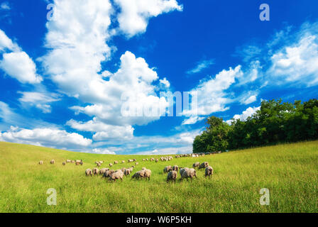 Un pâturage d'été vert prairie en Hongrie. Mouton, de la chèvre et l'agneau sur les pâturages avec de beaux nuages près de Pannonhalma, Sokoro hills. Banque D'Images