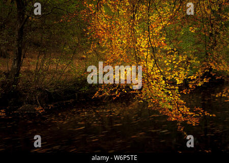 Une autre scène de rivière d'arbres avec feuilles dorées comme autumn falls sur la rivière Teign sur Dartmoor National Park près de Fingle Bridge. Banque D'Images