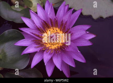 L'eau bleu azur de floraison-lily, Nymphaea capensis Banque D'Images