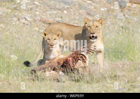 Desert lion (Panthera leo) mère avec des petits qui se nourrissent de la carcasse, looking at camera, Hoanib, rivière à sec, la Namibie. Kaokoveld Banque D'Images