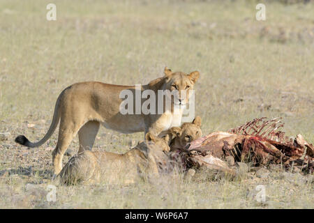 Desert lion (Panthera leo) mère avec des petits qui se nourrissent de la carcasse, Hoanib, rivière à sec, la Namibie. Kaokoveld Banque D'Images