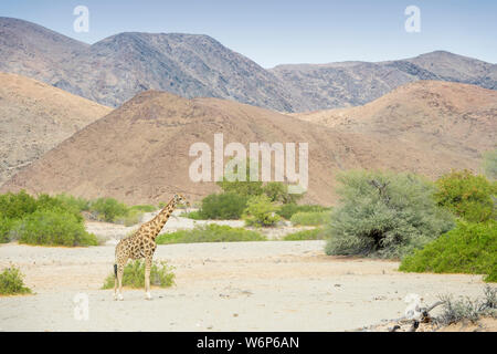 Desert-adapté Girafe (Giraffa camelopardalis) Comité permanent du paysage et de la rivière Hoanib séchés lit, désert, Kaokoland, Namibie Banque D'Images