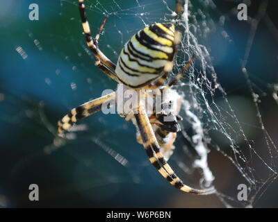 Jardin d'araignée. Argiope bruennichi, wasp wasp de manger une araignée. Banque D'Images