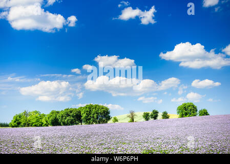 Les champs agricoles avec la floraison phacelia et ciel bleu avec des nuages cirrus. Une campagne magnifique paysage sur une journée d'été. Hongrie Banque D'Images