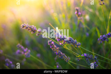 Lavandes libre sur le coucher du soleil. Plus de lueur coucher du soleil fleurs violettes de lavande. Douilles sur le centre de l'image et la lumière du soleil en haut à gauche Banque D'Images