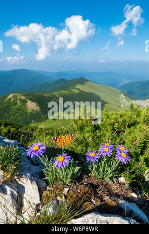 Krstac montagne en Bosnie et Herzégovine, Aster Alpina avec un papillon à l'avant-plan Banque D'Images