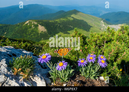 Krstac montagne en Bosnie et Herzégovine, Aster Alpina avec un papillon à l'avant-plan Banque D'Images