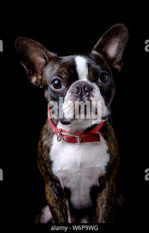 Closeup portrait of beautiful boston terrier pure race funny face Banque D'Images