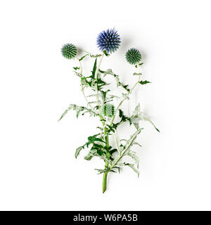 Chardon Bleu echinops branche avec des fleurs, des feuilles et de la tige en jardin d'été. Arrangement floral isolé sur fond blanc avec chemin de détourage. Top v Banque D'Images