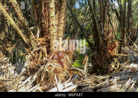 De nombreux fruits serpent salak sur palm. Fruits mûrs salak sur snake arbre fruitier. Salak bunch ou connu sous le nom de Snake fruit sur arbre, brun léger motif serpent peel. Banque D'Images