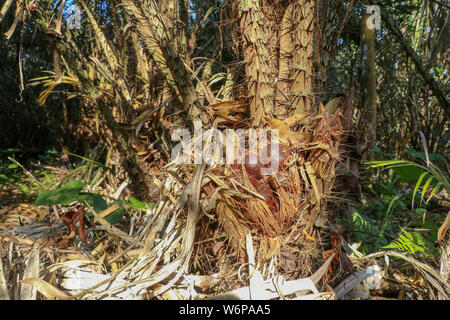 De nombreux fruits serpent salak sur palm. Fruits mûrs salak sur snake arbre fruitier. Salak bunch ou connu sous le nom de Snake fruit sur arbre, brun léger motif serpent peel. Banque D'Images