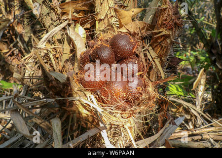 De nombreux fruits serpent salak sur palm. Fruits mûrs salak sur snake arbre fruitier. Salak bunch ou connu sous le nom de Snake fruit sur arbre, brun léger motif serpent peel. Banque D'Images