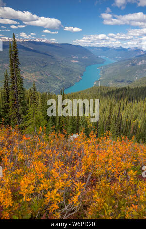 Feuillage orange vif et forêt vert foncé sur les pentes du mont Revelstoke, BC, Canada, avec vues de la Eagle Knoll Trail. Banque D'Images