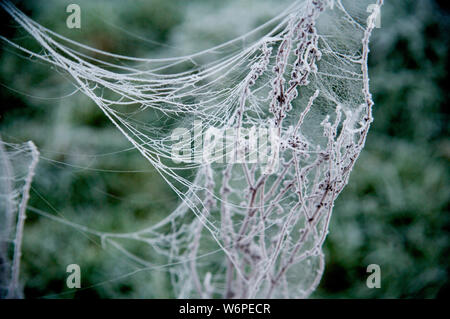 Cobweb sur frosty matin Banque D'Images