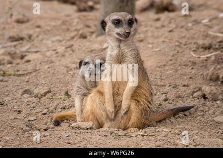 Deux suricates africains dans l'amour Banque D'Images