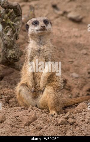 La faune Les animaux mignons suricates africains Banque D'Images