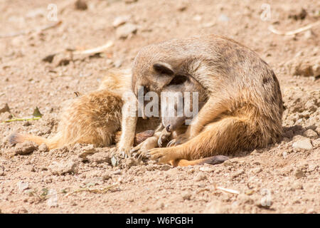 Deux suricates africains dans l'amour Banque D'Images