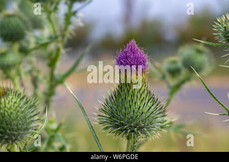 Un chardon vert et violet a vue de près. Banque D'Images